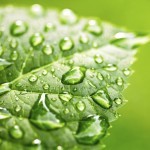 Ayurveda fresh herbs