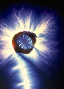 kirlian-sprout-organic kilian sprout