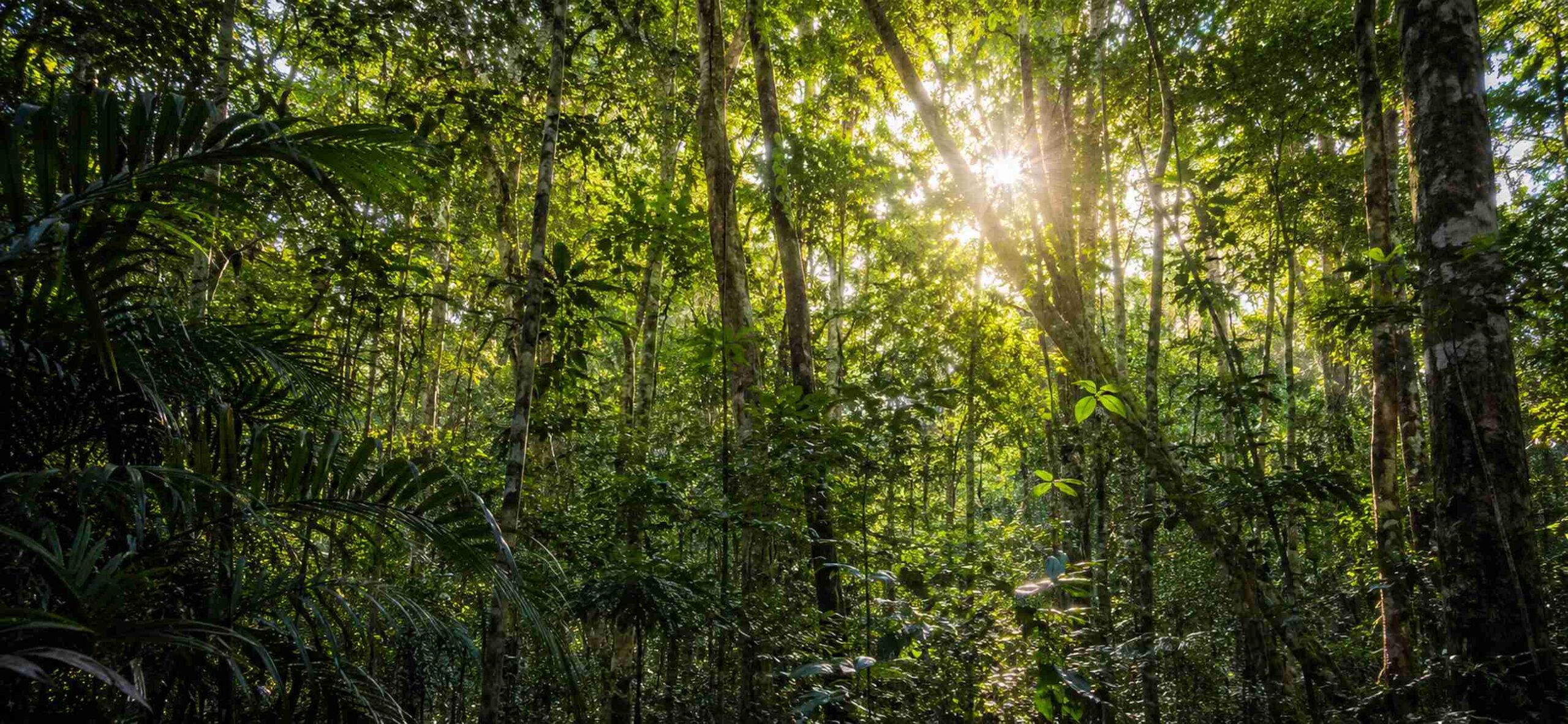 forest health retreat sunshine coast banner